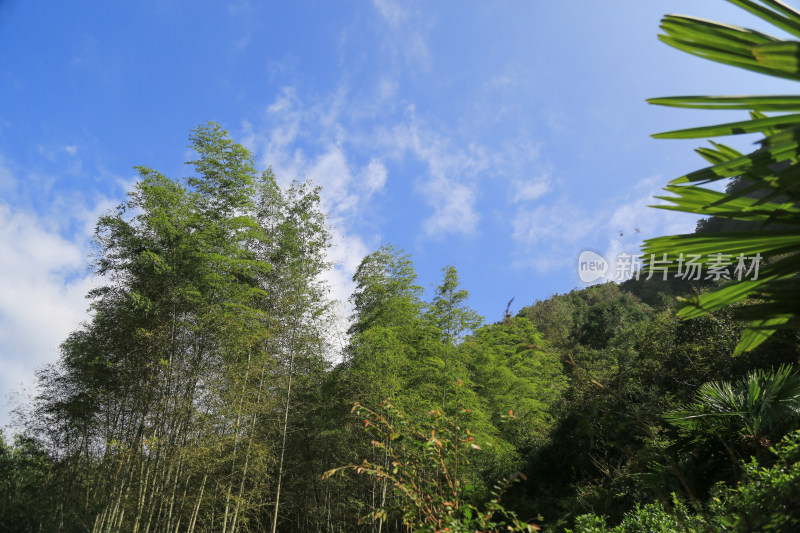 宁静的竹林风景