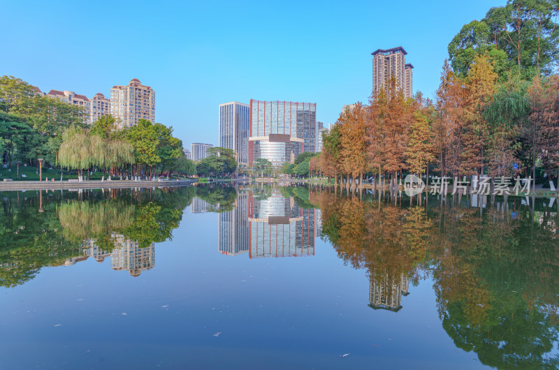 佛山千灯湖南海活水公园落羽杉林与城市建筑