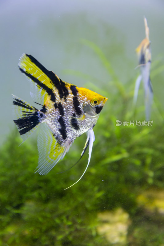 水族观赏鱼高清素材