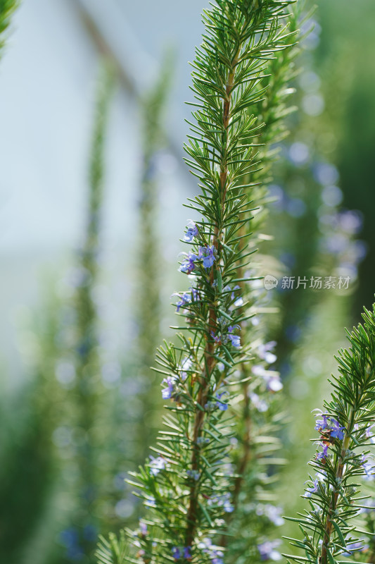 迷迭香花枝特写