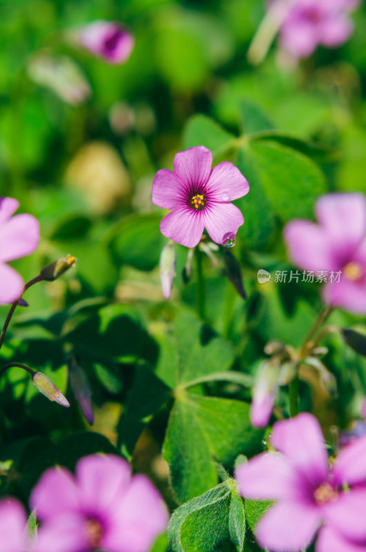 特写粉色小花与绿叶