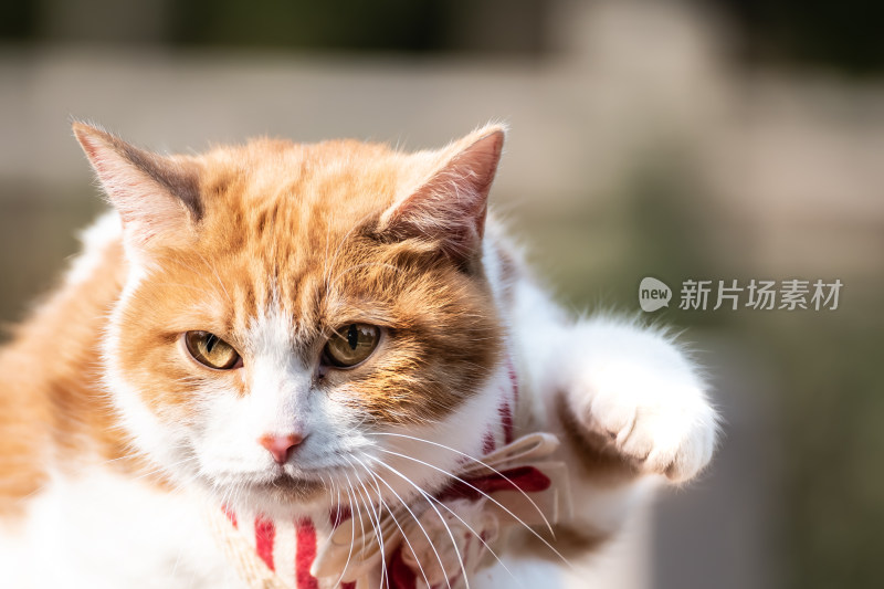 上海嘉定古猗园里的猫