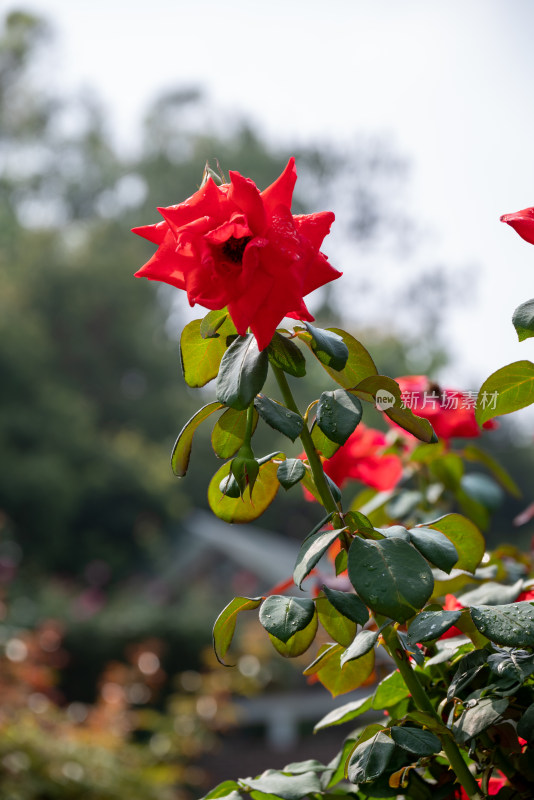 花坛中盛开的月季花特写