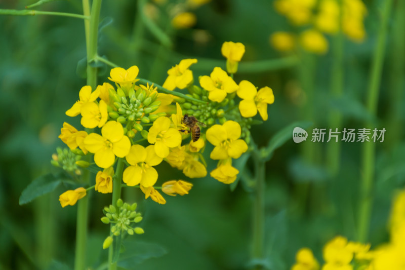 蜜蜂采蜜黄色油菜花特写