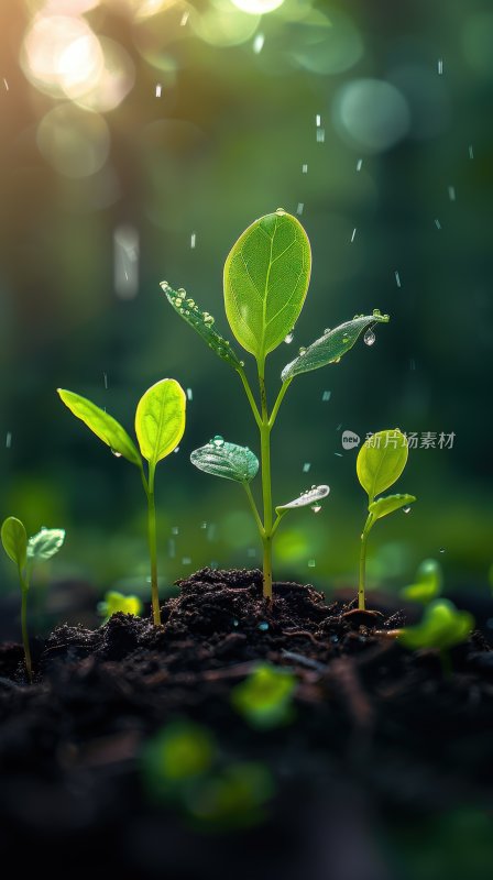 晨曦植物嫩芽绿色幼苗生态自然背景