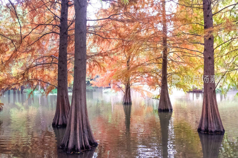 南京钟山风景名胜区明孝陵燕雀湖落羽杉秋景