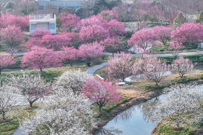 花开海上梅花节