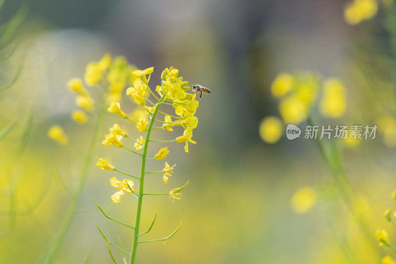 春天油菜花和蜜蜂