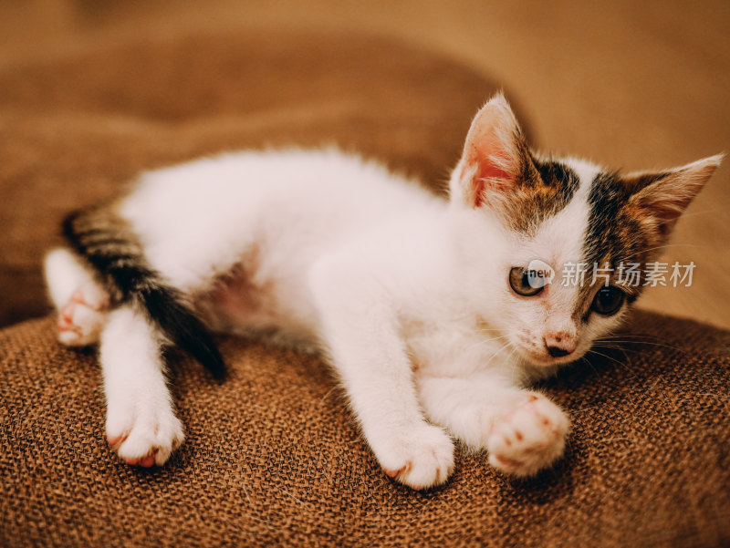 室内自在玩耍的三花小奶猫