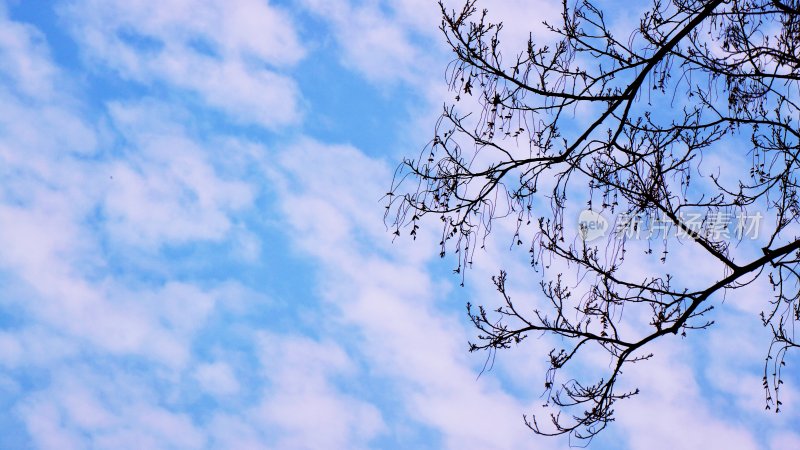 蓝天背景下的树木剪影特写