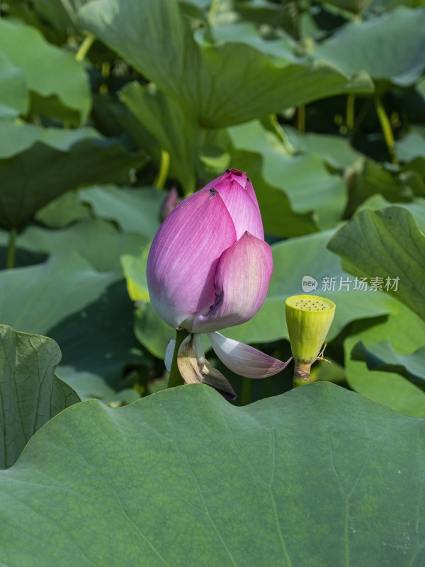 夏季荷花特写