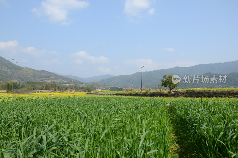 春天盛开的油菜花田