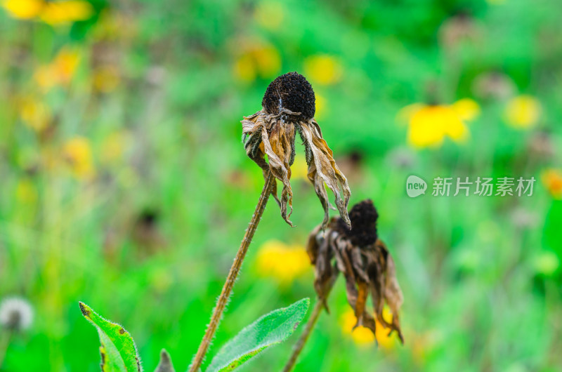 花丛中干枯凋谢的花朵