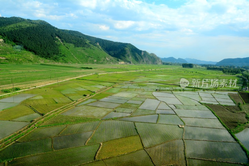 水稻 水稻田