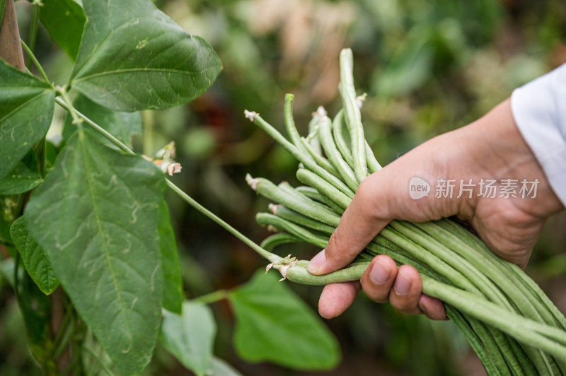 蔬菜大棚里正在采摘豇豆