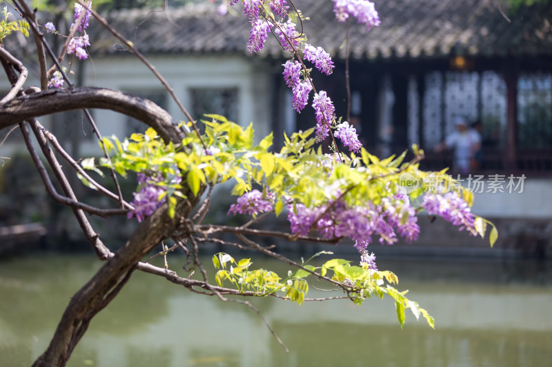 园林唯美紫藤花盛开 留园