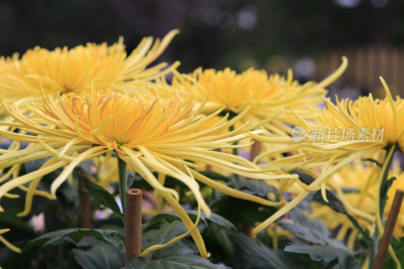 黄色菊花 丝状菊花 金丝菊花 