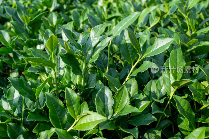 茂密的绿色茶叶植物生机盎然