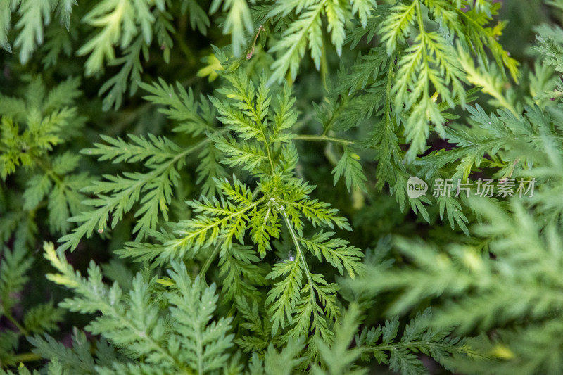 中国野草黄花蒿