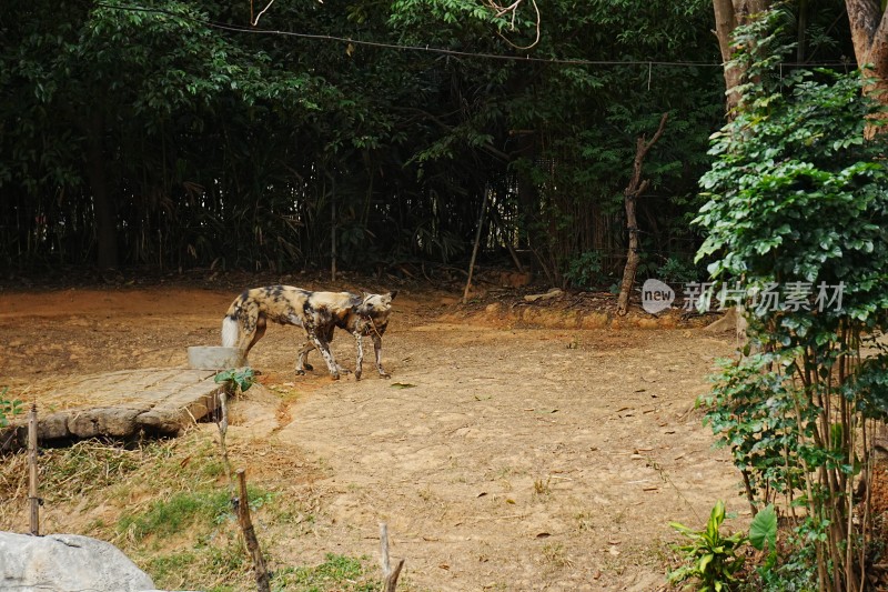 动物园中休憩进食的非洲野犬