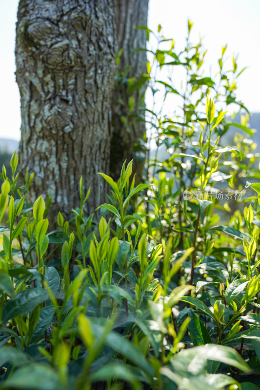 春天蓬勃生长的茶树正在发芽
