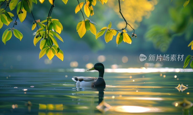 湖边鸭子春江水暖宁静悠闲湖泊背景