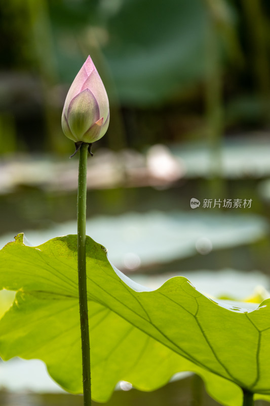 荷花盛开