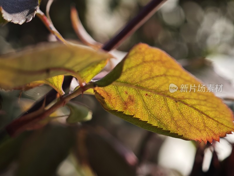 带刺植物上带有枯黄斑点的叶片