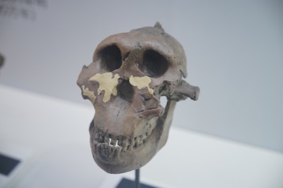 鲍氏南方古猿（胡桃钳人）头骨模型