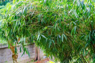 夏日一丛翠绿茂密的竹林