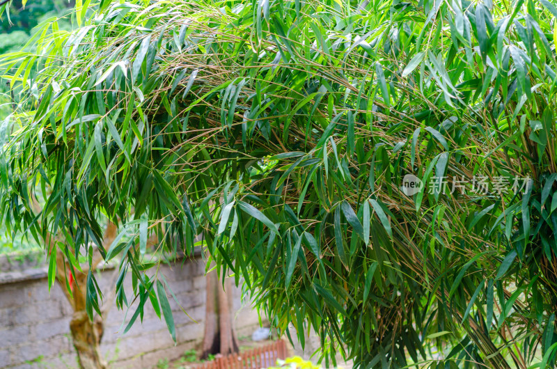 夏日一丛翠绿茂密的竹林