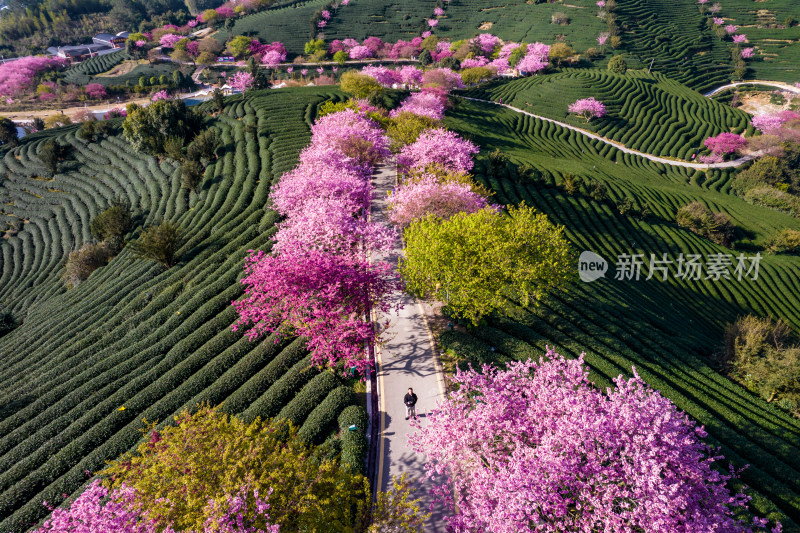 福建龙岩永福台品樱花茶园