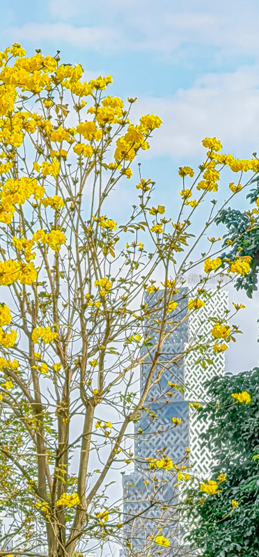 春天佛山澜石公园盛开的黄花风铃木