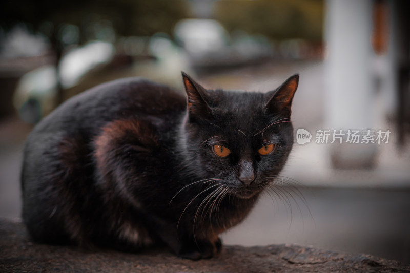 一只趴在石头上的黑色宠物猫特写