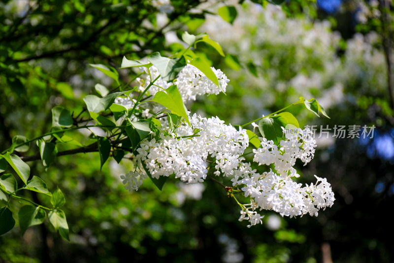 春天四月丁香花花卉开放治愈清新