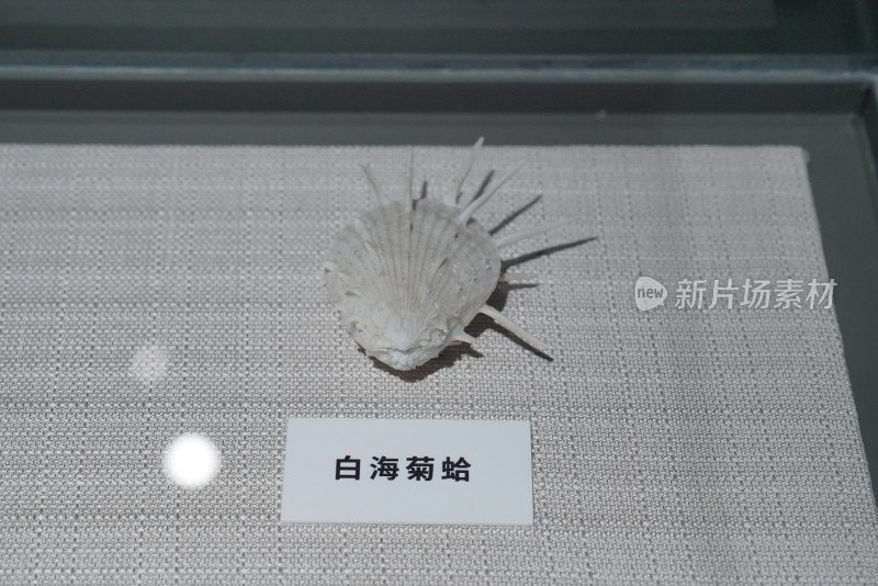 海洋馆中展示的白海菊蛤标本
