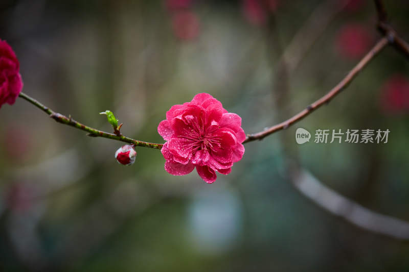 特写粉色带水珠绽放花朵