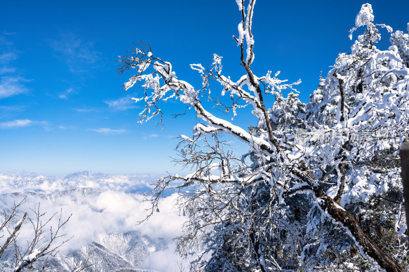 冬季成都西岭雪山的植被植物