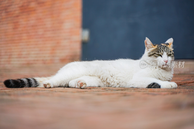 猫躺在街道上休息