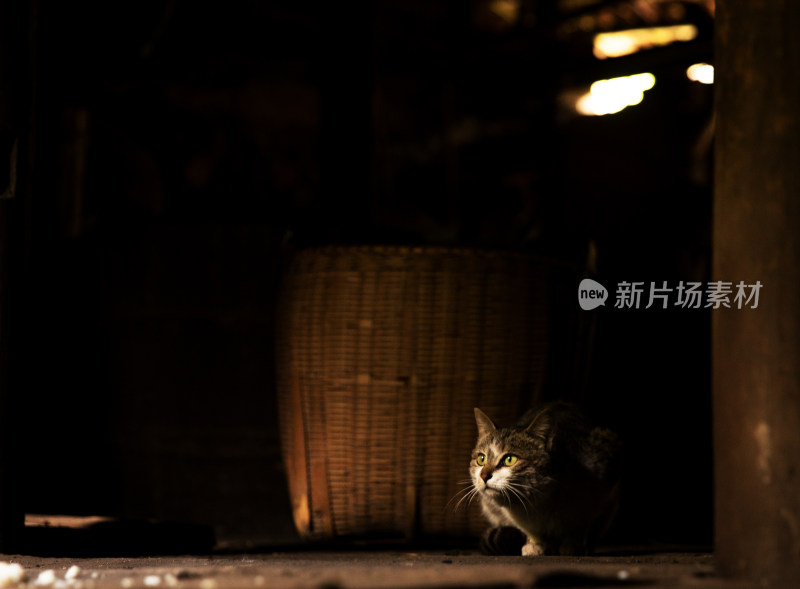 阁楼上的猫咪