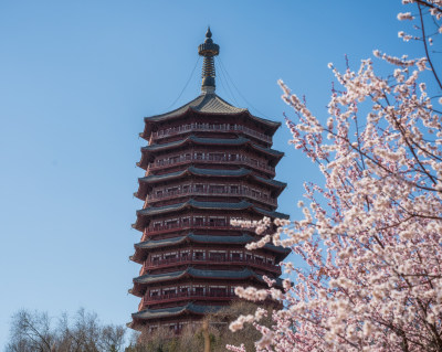 北京园博园永定塔春天山桃花盛开绽放