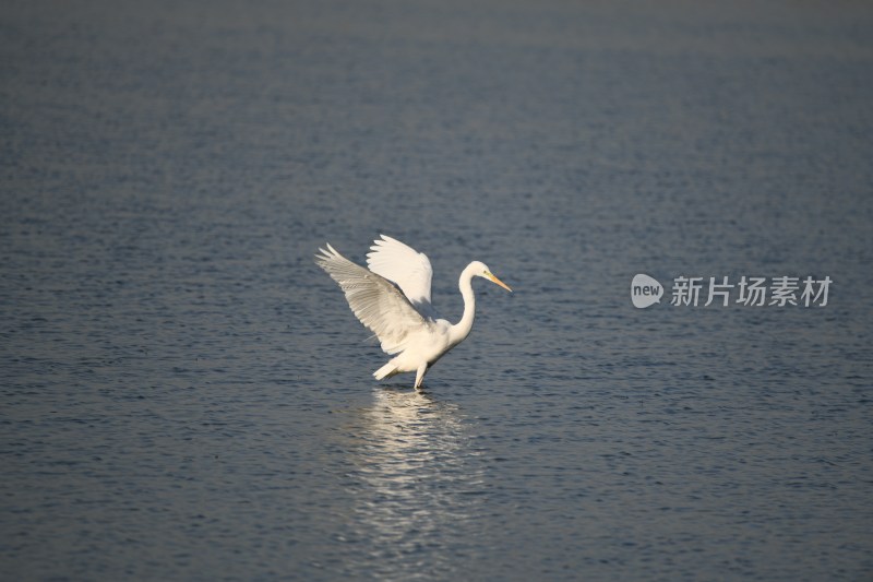 水中野生白鹭