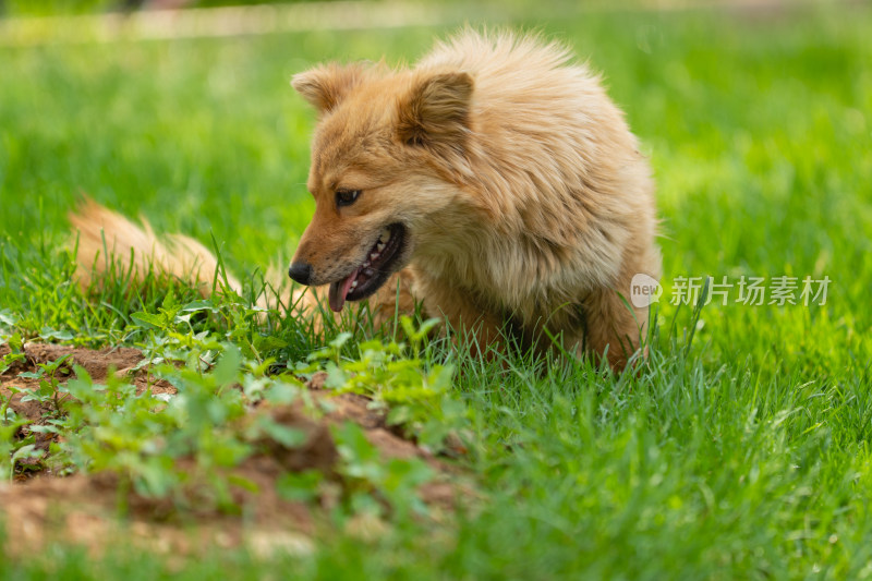 草地上的中华田园犬