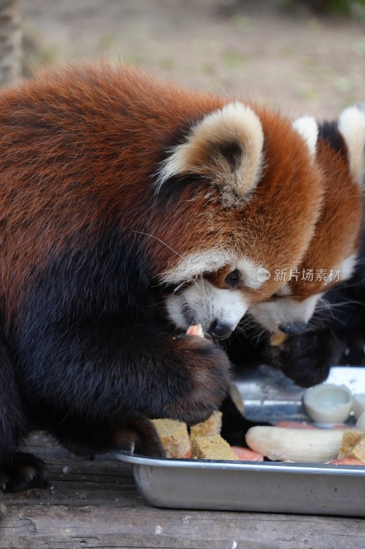 小熊猫进食特写