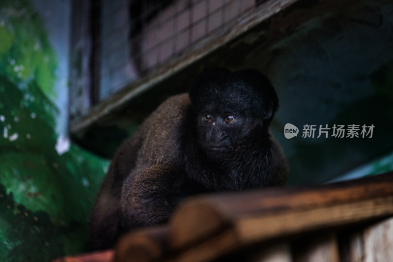 黑吼猴特写照片