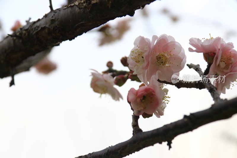 粉红梅花