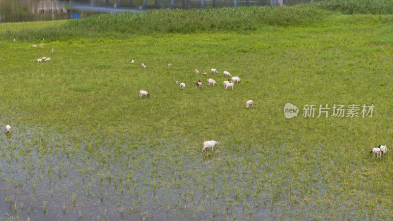 江南湿地生态养殖山羊波尔山羊