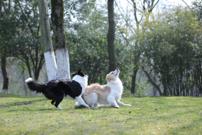 两只在公园里玩飞盘的边境牧羊犬