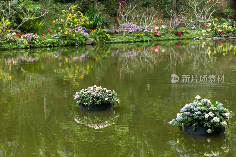 深圳仙湖植物园花展