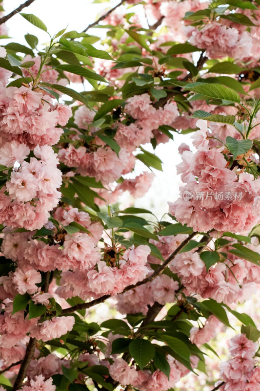 北京朝阳公园樱花